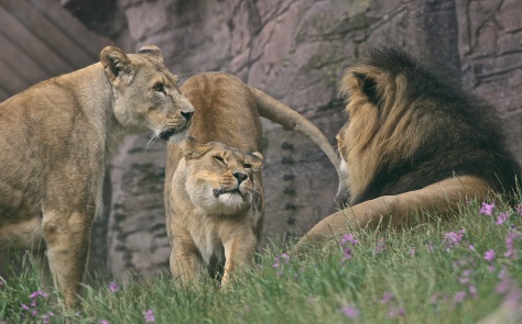 Panthera leo - the Pride